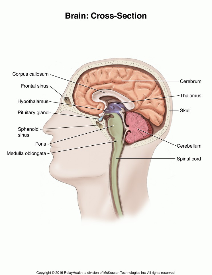 Brain, Cross Section: Illustration