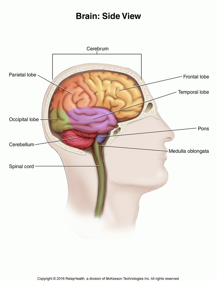 Brain, Side View: Illustration