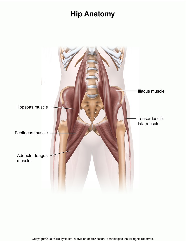 Hip Anatomy: Illustration