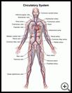 Thumbnail image of: Circulatory System: Illustration