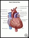 Thumbnail image of: Heart, External View: Illustration