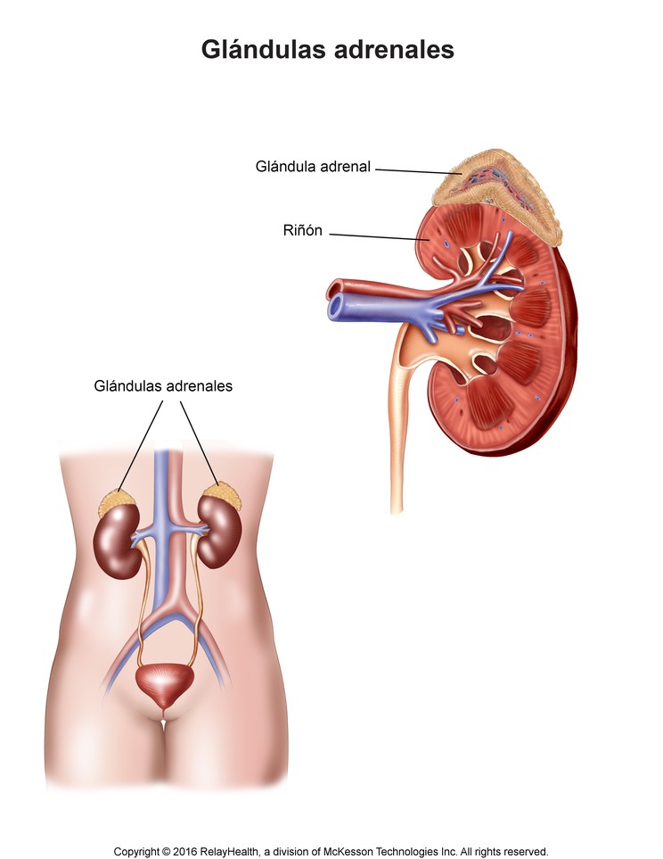 Adrenal Glands: Illustration
