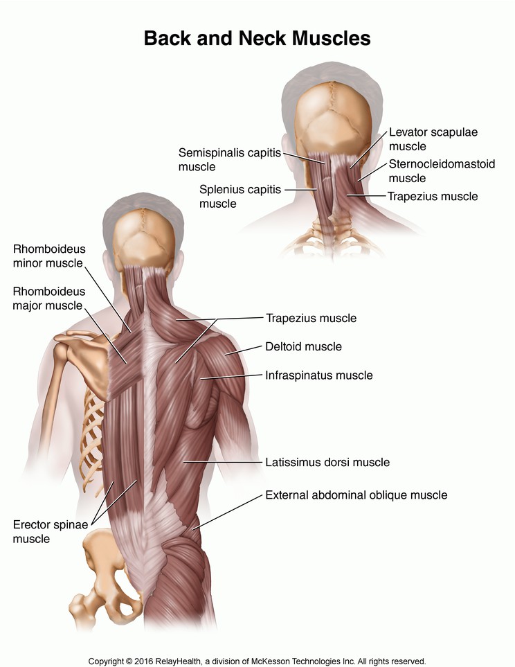 Back and Neck Muscles: Illustration