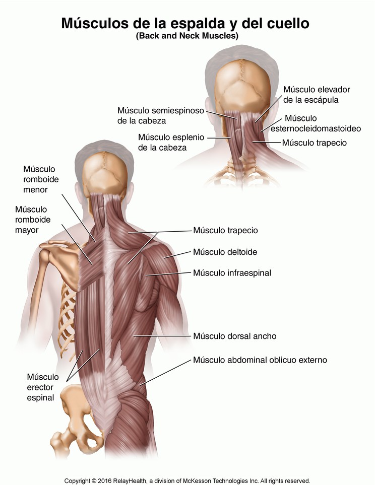 Back and Neck Muscles: Illustration