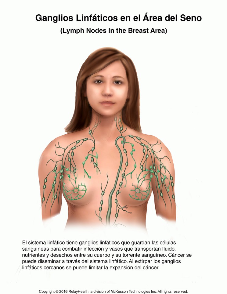 Breast Lymph Nodes: Illustration