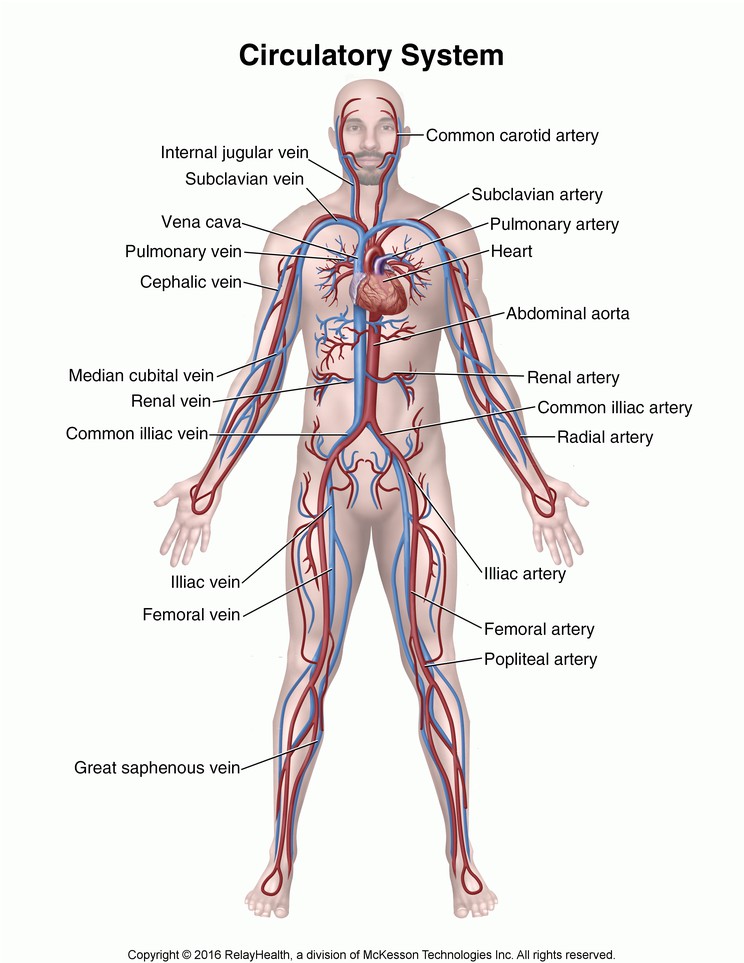 Circulatory System: Illustration