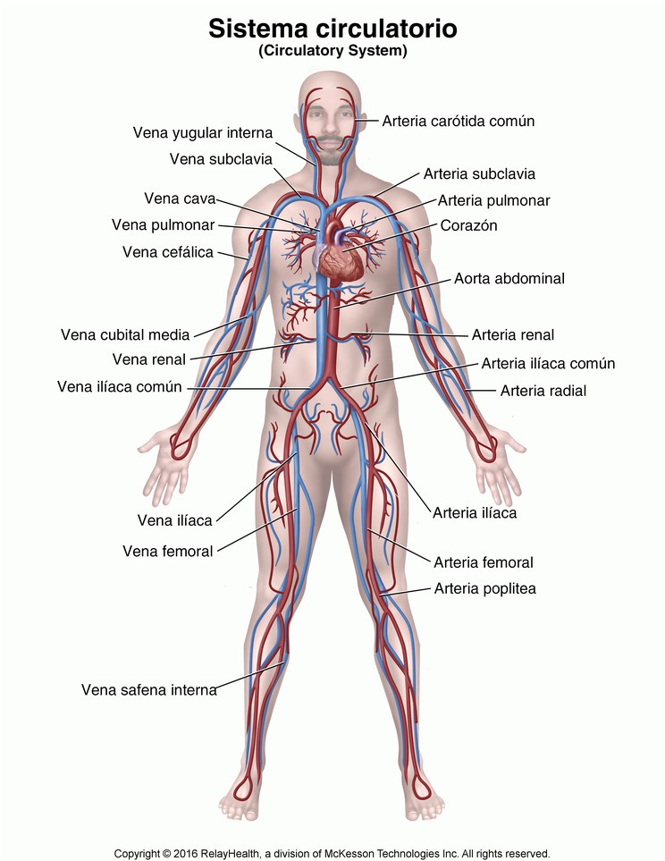 Circulatory System: Illustration