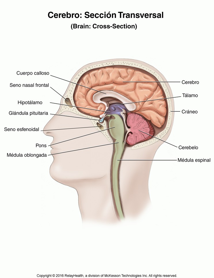 Brain, Cross Section: Illustration
