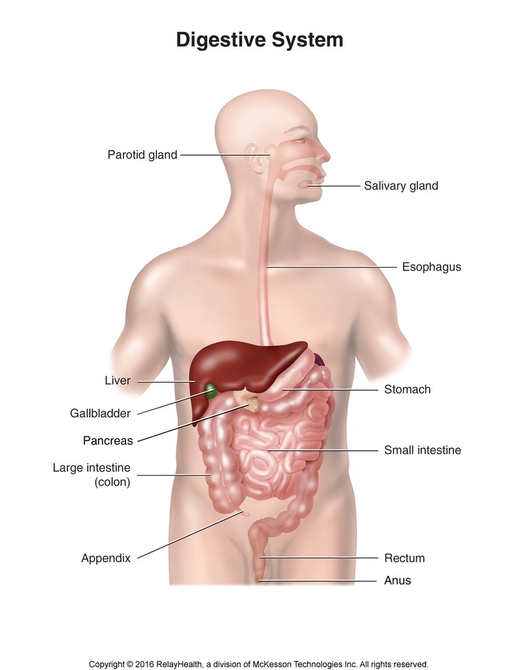 Digestive System: Illustration