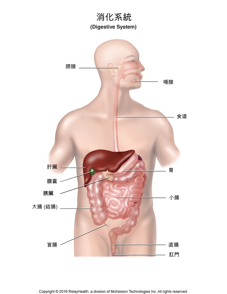 Digestive System: Illustration