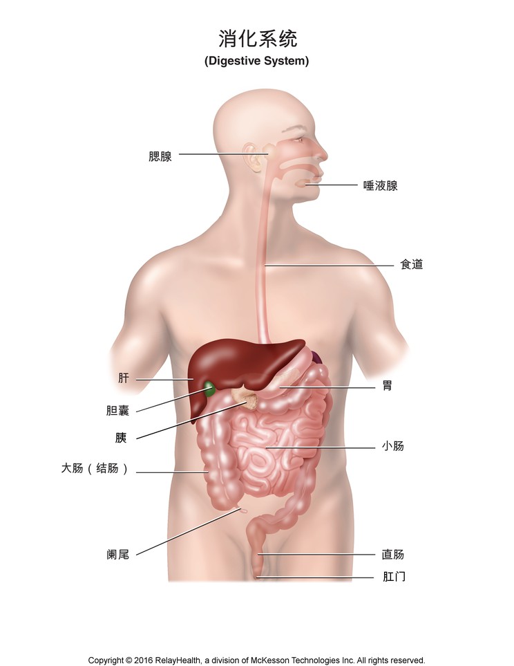 Digestive System: Illustration