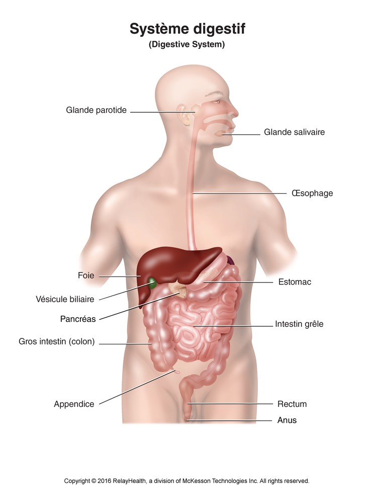 Digestive System: Illustration