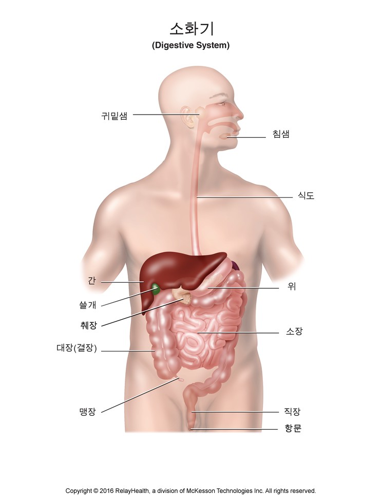 Digestive System: Illustration