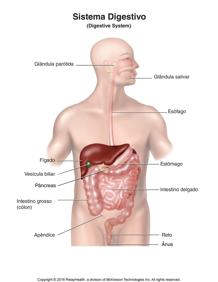 Digestive System: Illustration
