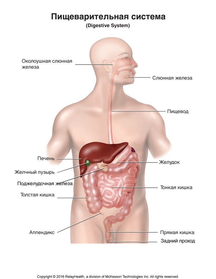 Digestive System: Illustration