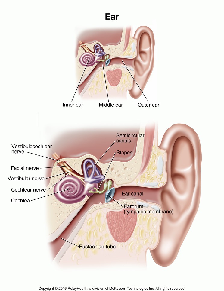 Ear: Illustration