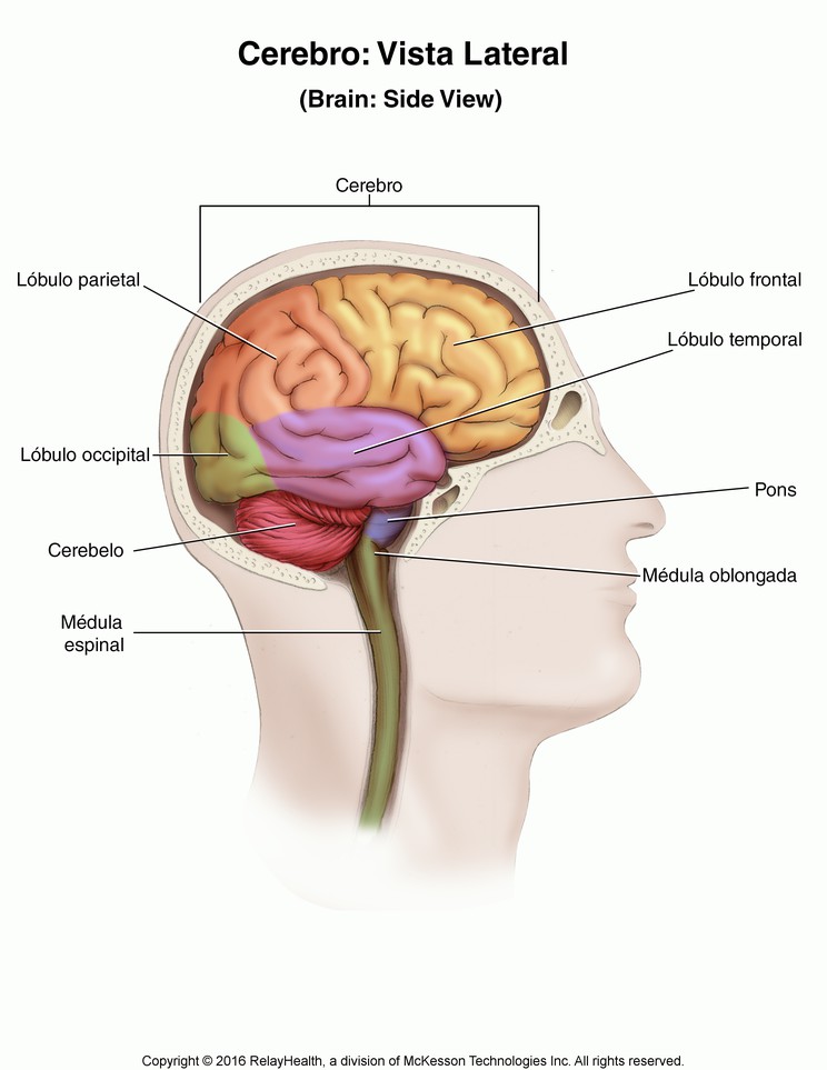 Brain, Side View: Illustration