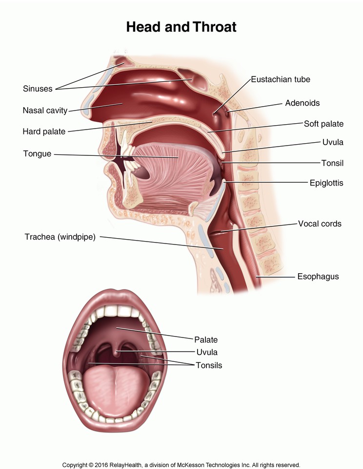 Head and Throat: Illustration