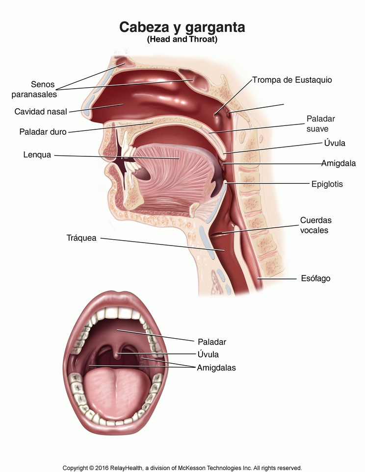 Head and Throat: Illustration