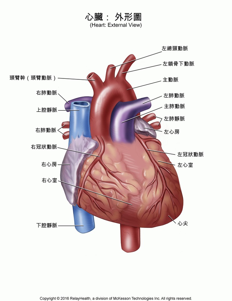 Heart, External View: Illustration