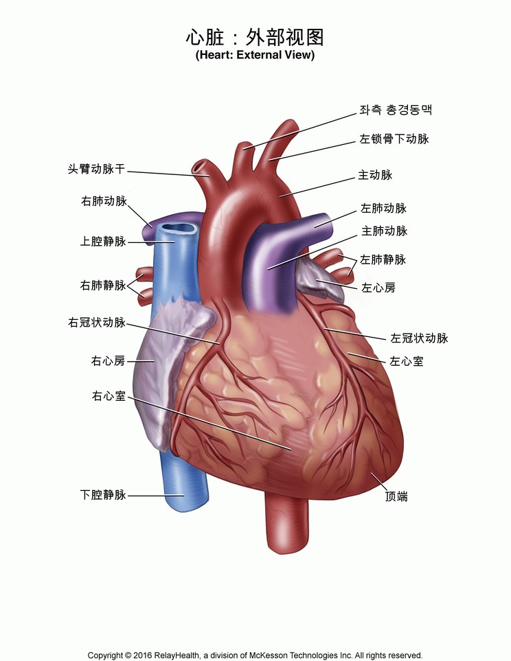 Heart, External View: Illustration