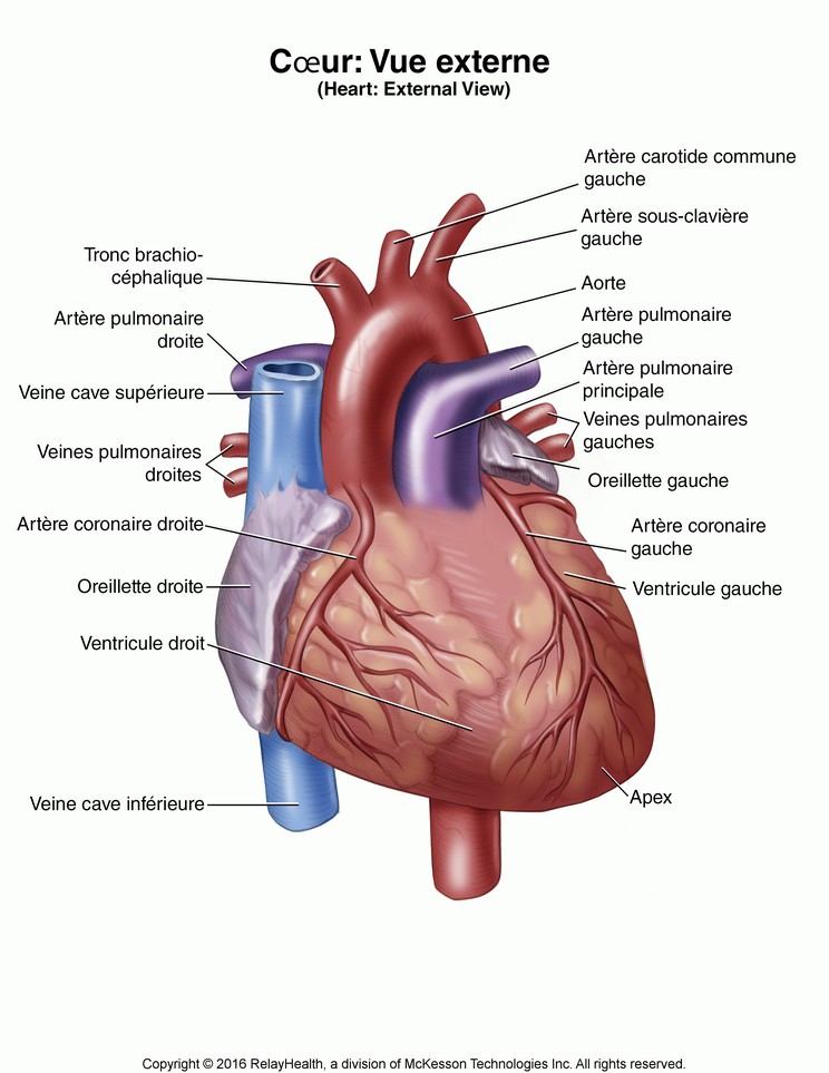 Heart, External View: Illustration