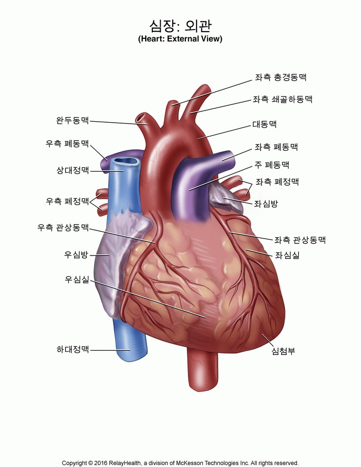 Heart, External View: Illustration