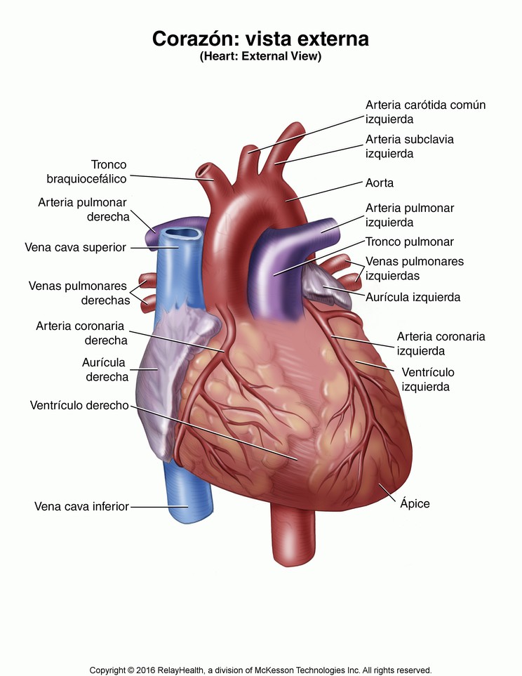 Heart, External View: Illustration