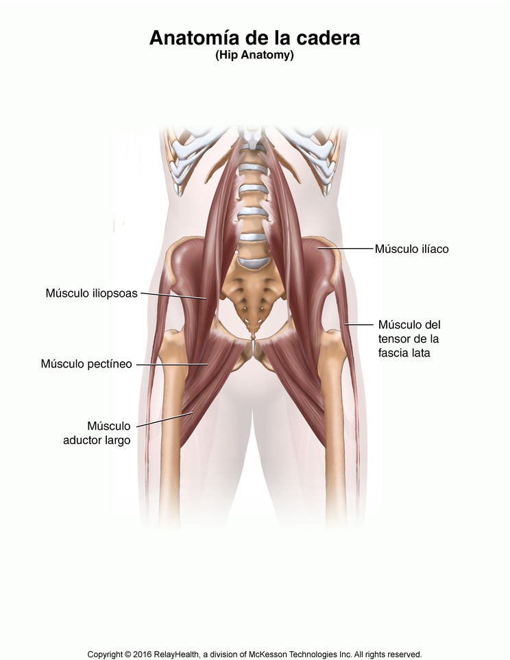 Hip Anatomy: Illustration