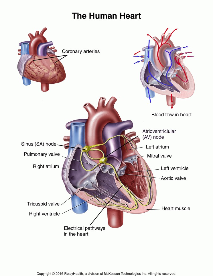 The Human Heart: Illustration