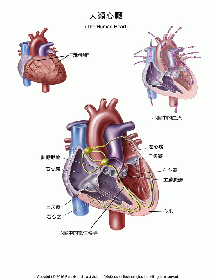 The Human Heart: Illustration