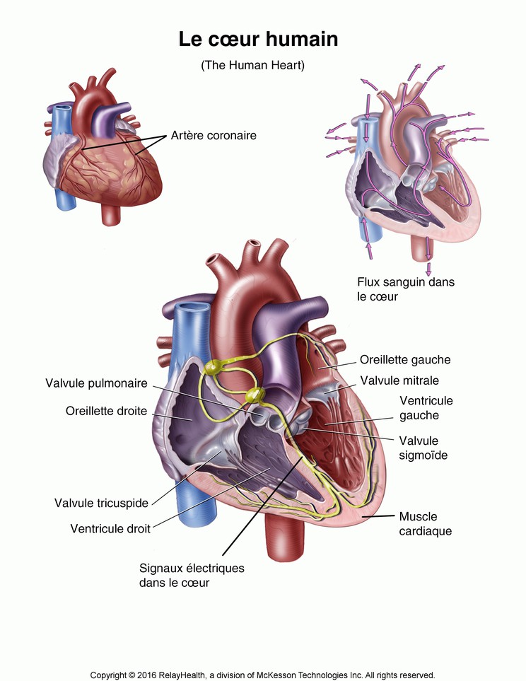 The Human Heart: Illustration