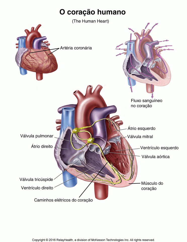 The Human Heart: Illustration