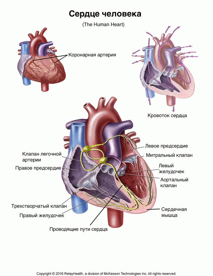 The Human Heart: Illustration