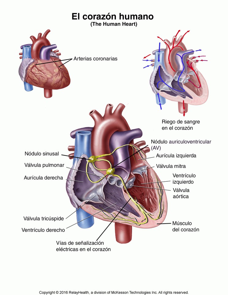 The Human Heart: Illustration