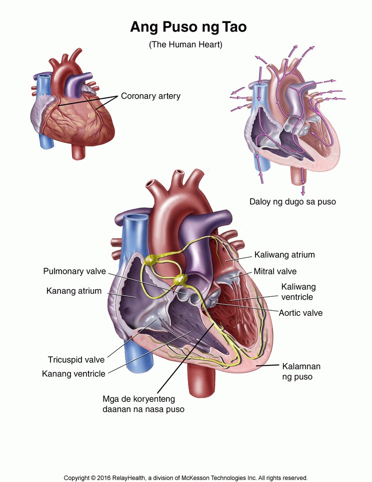 The Human Heart: Illustration