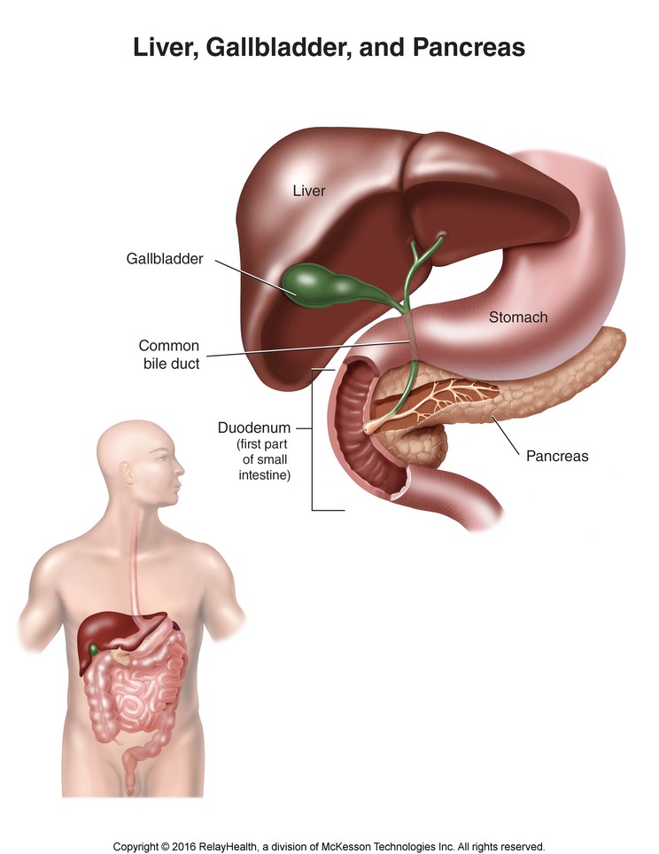 Liver, Gallbladder, and Pancreas: Illustration