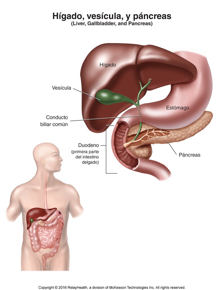 Liver, Gallbladder, and Pancreas: Illustration
