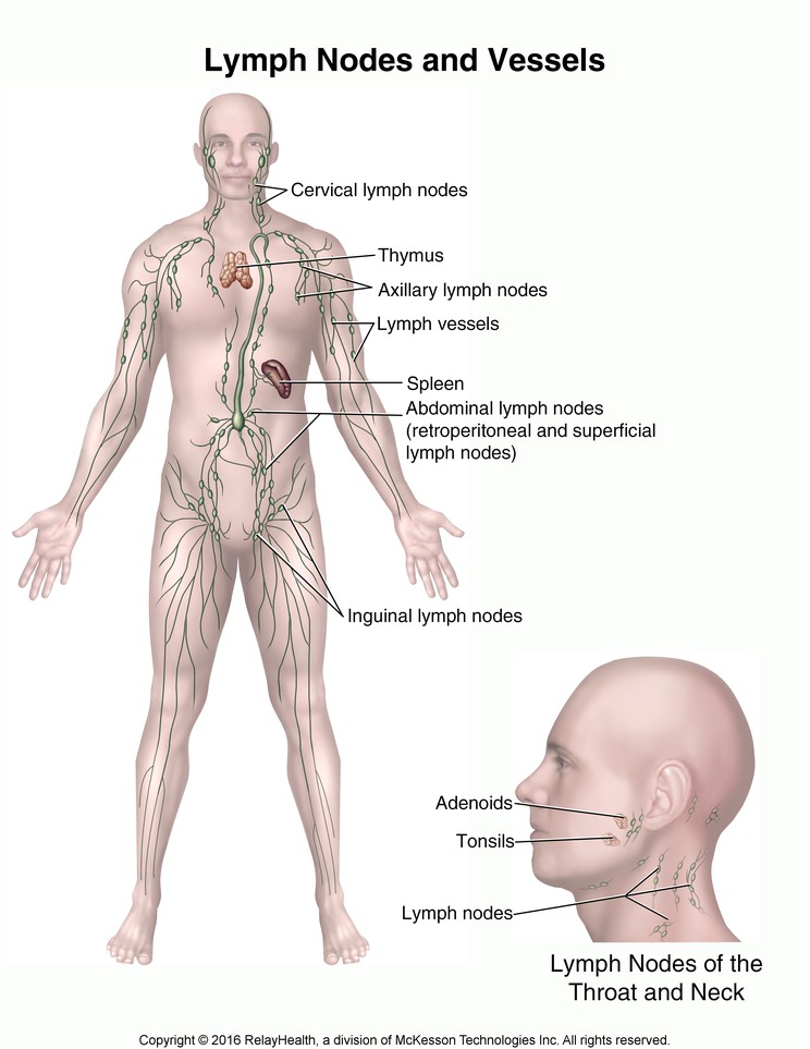 Lymph Nodes and Vessels: Illustration