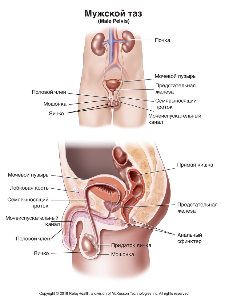 Male Pelvis: Illustration