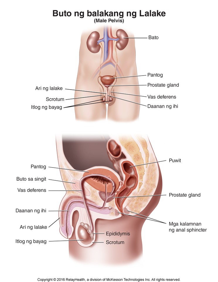 Male Pelvis: Illustration