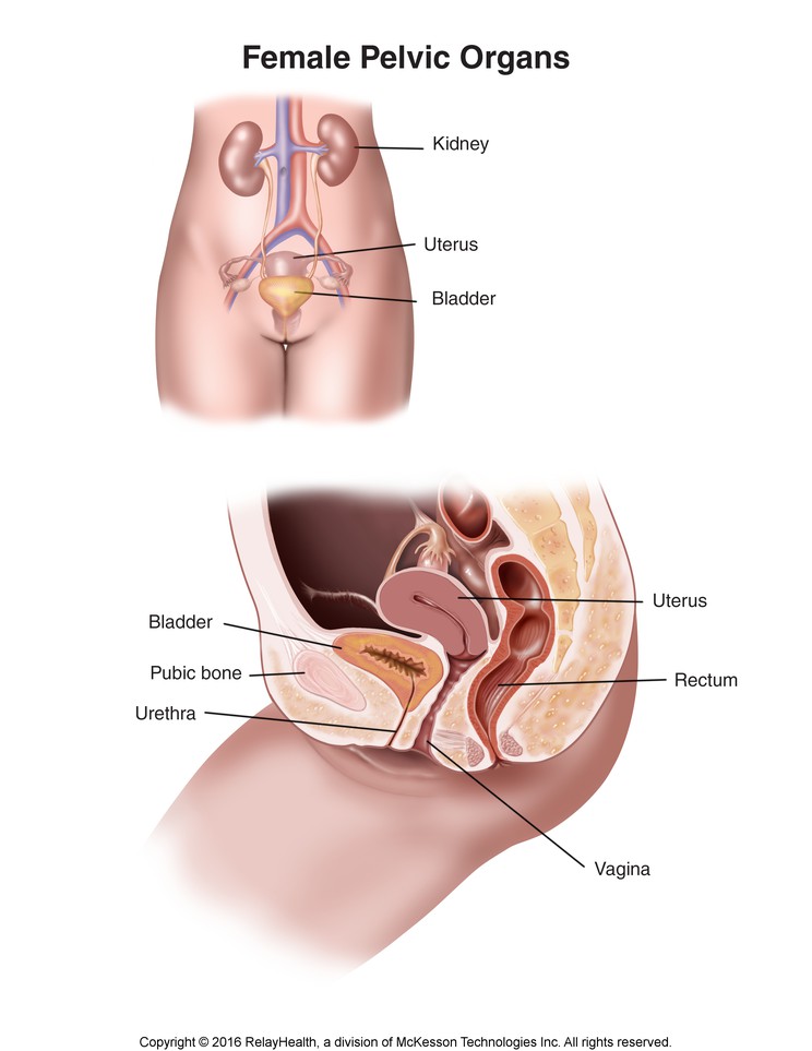Female Pelvic Organs: Illustration