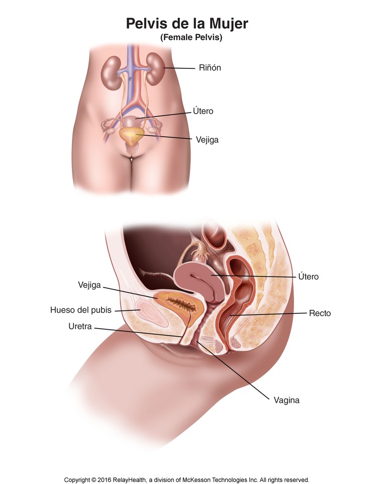 Female Pelvic Organs: Illustration