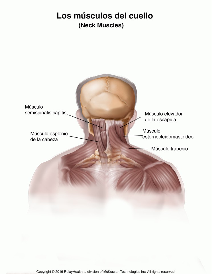 Neck Strain: Illustration