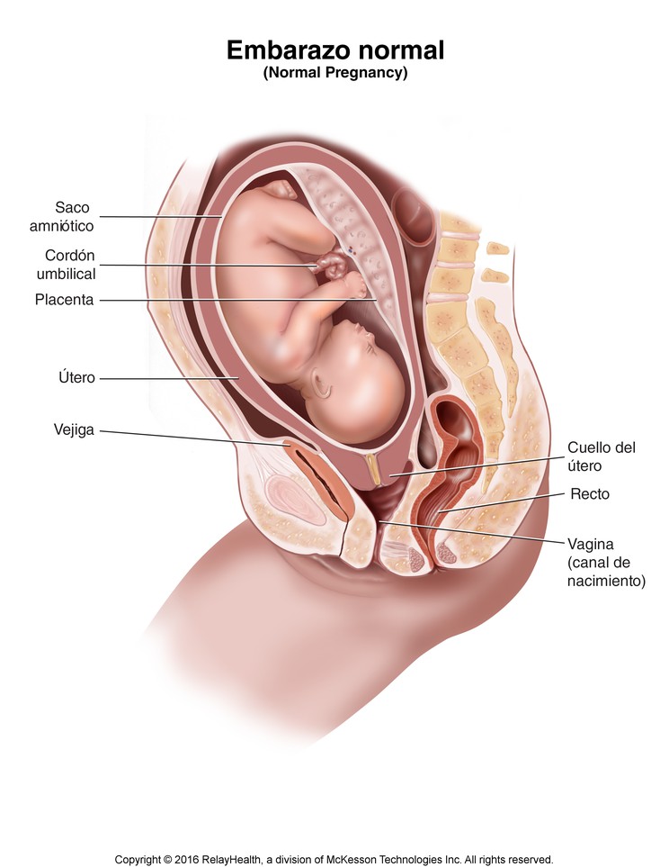 Pregnancy, Normal: Illustration