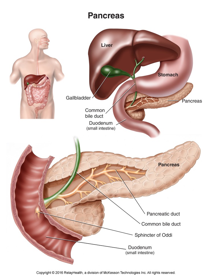 Pancreas: Illustration