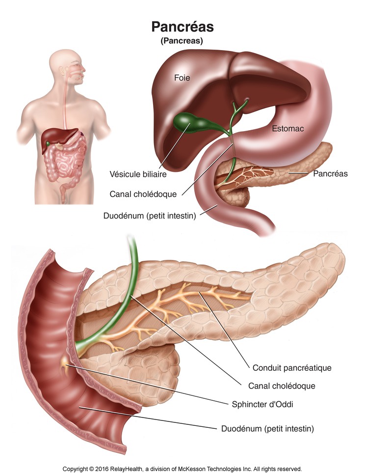 Pancreas: Illustration