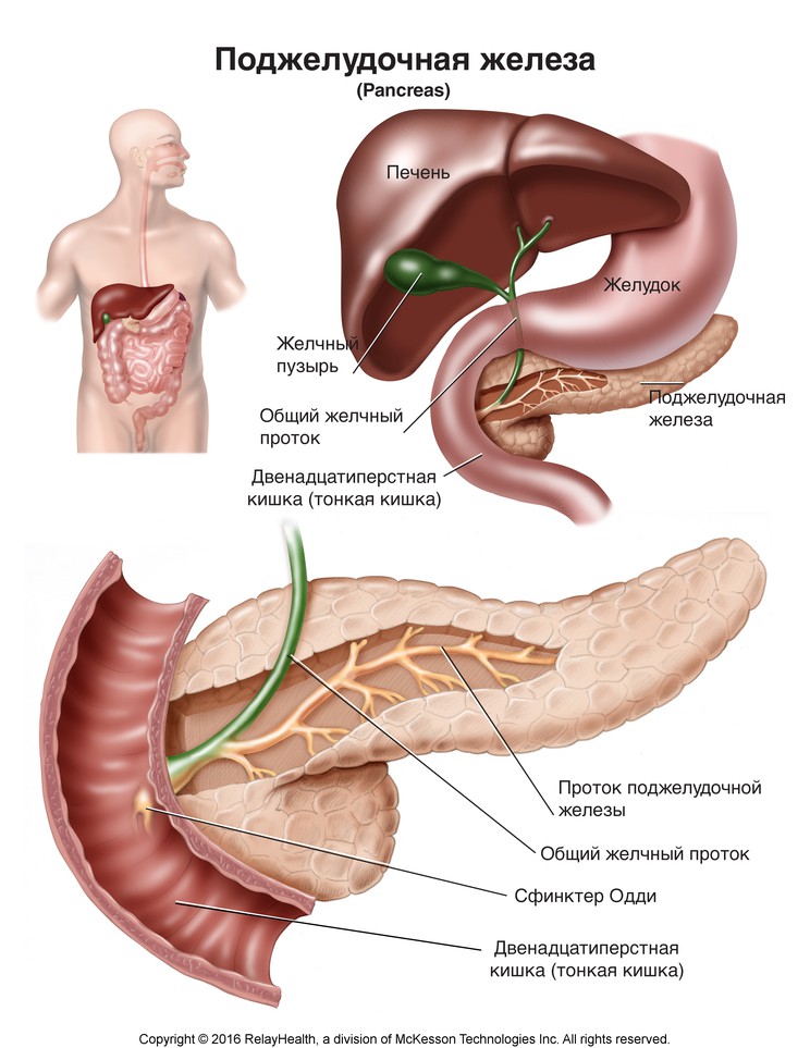 Pancreas: Illustration