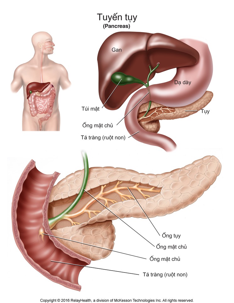Pancreas: Illustration