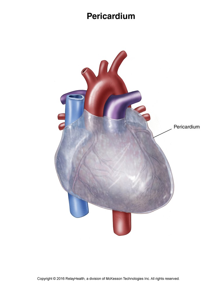 Pericardium: Illustration